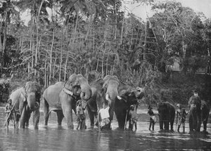 Sacred Elephants Bathing in the Mahaweli Ganga at Katugastota by Alfred William Amandus Plate