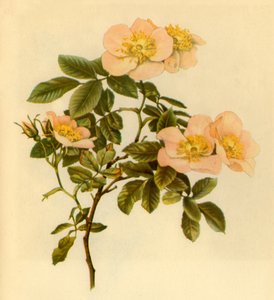 Dog Rose by Alfred William Parsons
