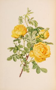 Illustration from The Genus Rosa by Ellen Willmott, 1914