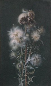 Thistledown by Alice Gray