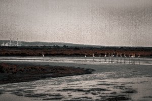 Congregation, from the series Camargue Flamingos