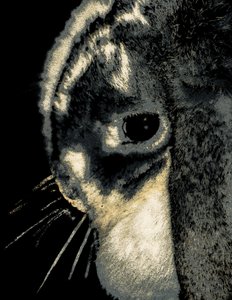 Portrait of a Rabbit, 2022