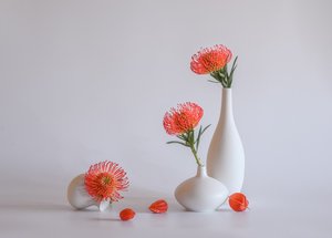 Orange Protea Vases by Alice Sheng