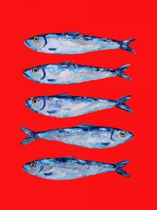 Bold Blue Sardines