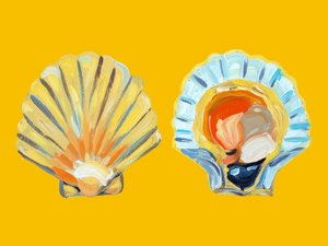 Golden Scallop Shells