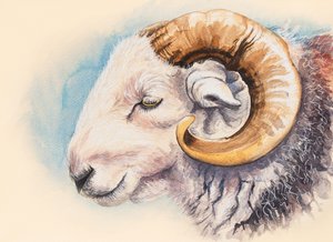 A Herdwick Ram