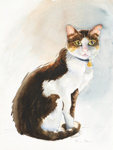 Dave the Saudi Cat