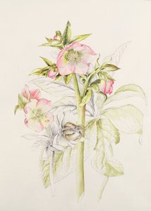 Hellebores