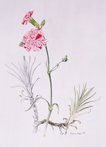 Old Variety of Dianthus, 1997 by Alison Cooper