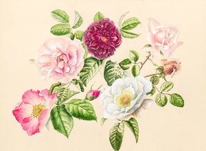 Roses from the garden