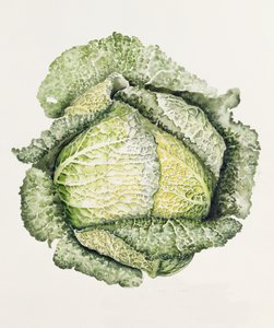 Savoy Cabbage