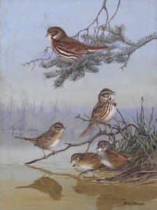 Sparrow by Allan Brooks