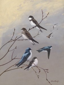 Swallow by Allan Brooks