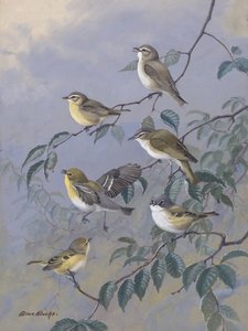 Vireos by Allan Brooks