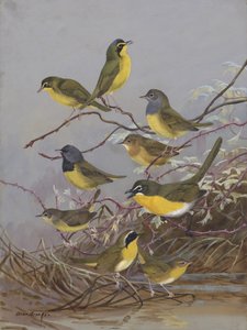 Warblers 003 by Allan Brooks