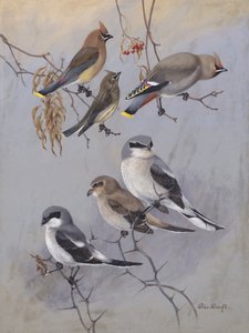 Waxwings by Allan Brooks