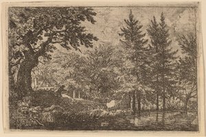 Fir Trees at the Water