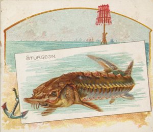 Sturgeon, from Fish from American Waters Series N39 for Allen & Ginter Cigarettes, 1889 by Allen and Ginter