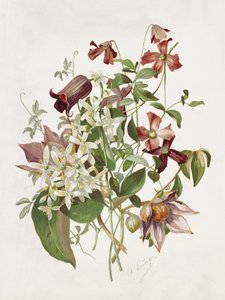 Clematis by Alois Lunzer