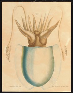 A Cuttlefish Study by Aloys Zötl