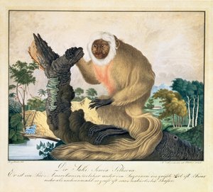 The Saki Monkey, 1835
