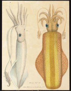 Two studies of cuttlefish