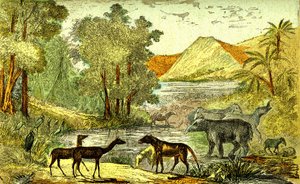 Prehistory - Eocene period: From right to left: Paloeotherium, Anoplotherium, Xiphodonts and the birds Tantalus. Natural creation and living beings. Drawing by A. Demarle. 1885