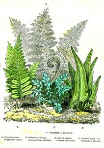 Sling Fougeres: Natural Creation and Living Beings. Drawing by A. Demarle 1885