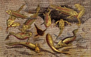 The Devonian Times (Prehistory). Drawing A. Demarle. 1885 by Alphonse Demarle