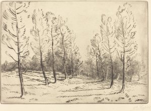 Avenue of Poplars
