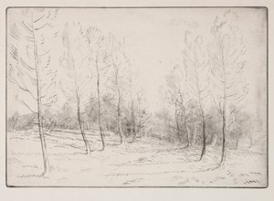 Avenue of Poplars