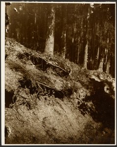Study of Unearthed Roots of a Tree Exposed from the Side of a Hill by Alphonse Maria Mucha