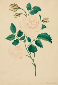 Damask Rose by Altha Mary Nims