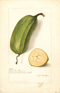 Bananas (Musa: Popoulu Hawaii) by Amanda Almira Newton