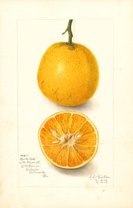 Harts Late Oranges (Citrus sinensis) by Amanda Almira Newton