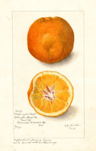 Washington Navel Oranges (Citrus sinensis)