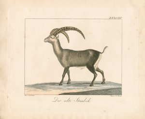 Alpine Ibex