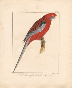 Crimson Rosella, Male by Ambrosius Gabler