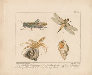 Dragonfly, Grasshopper and Hermit Crab by Ambrosius Gabler