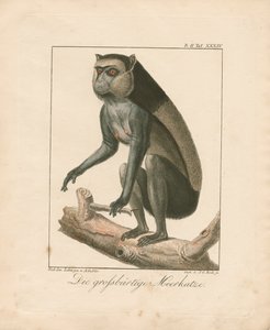 Greater Bearded Monkey