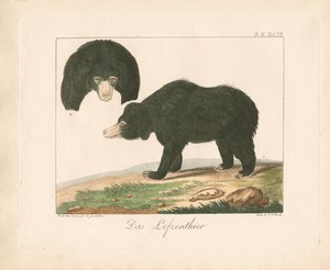 Malayan Sun Bear