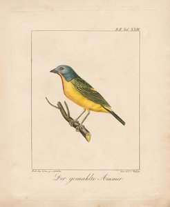 Painted Bunting by Ambrosius Gabler