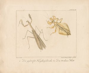 Praying Mantis and Leaf Insect by Ambrosius Gabler
