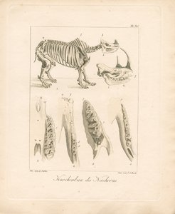 Rhinoceros Skeletal Structure by Ambrosius Gabler