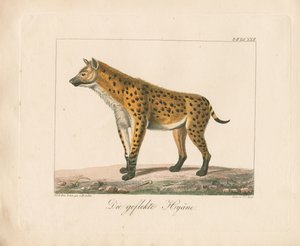 Spotted Hyena by Ambrosius Gabler