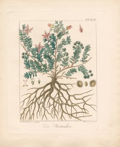 The Alder Buckthorn
