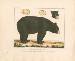 The American Bear