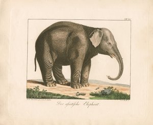 The Asian Elephant by Ambrosius Gabler