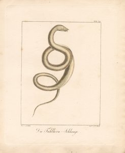 The Feeler Snake by Ambrosius Gabler
