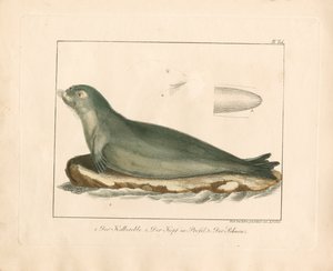 The Harp Seal with Anatomical Details by Ambrosius Gabler